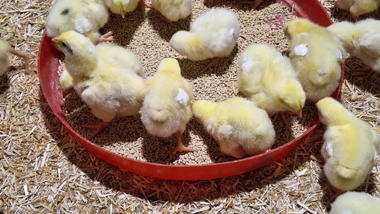 تعالوا النهاردة نشوف هنعمل ايه للكتاكيت 🐥معلقة واحدة على العلف صيدلية كاملة☝️