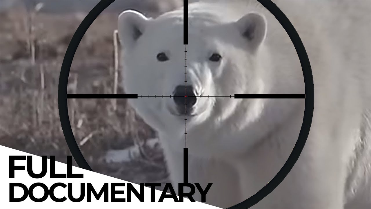Time to Say Goodbye | The legal Hunt for Polar Bears | ENDEVR Documentary