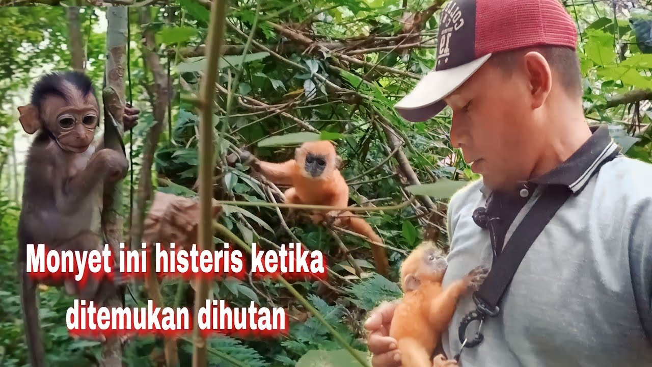Mengharukan! anak monyet berbulu emas ini histeris ketika ditemukan
