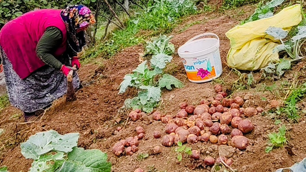 Mor Patatesin Sırrı - Bahçemizdeki Mor Hazineyi Keşfettik