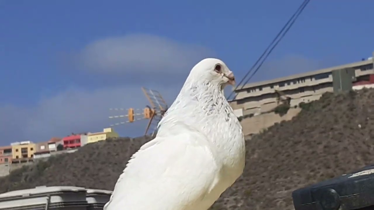 palomas buchones de ataque están como moto de celo ,los máquinas en acción