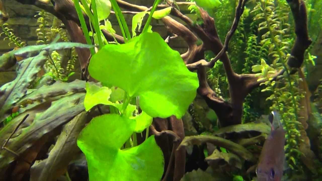 Wasserpflanze Nymphoides sp. Taiwan von Antennenwelsen zerfressen