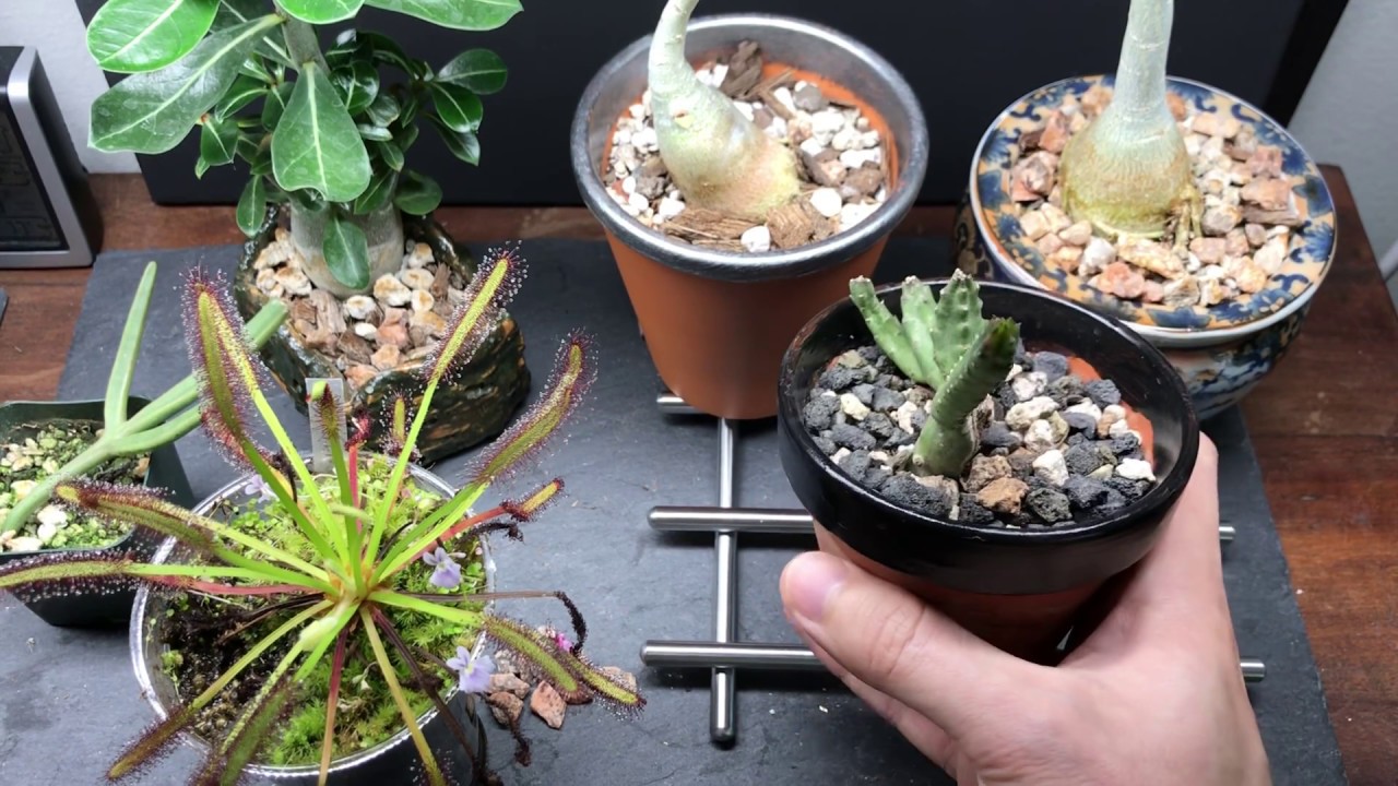 Growing Stapelia Succulent Plants Indoors