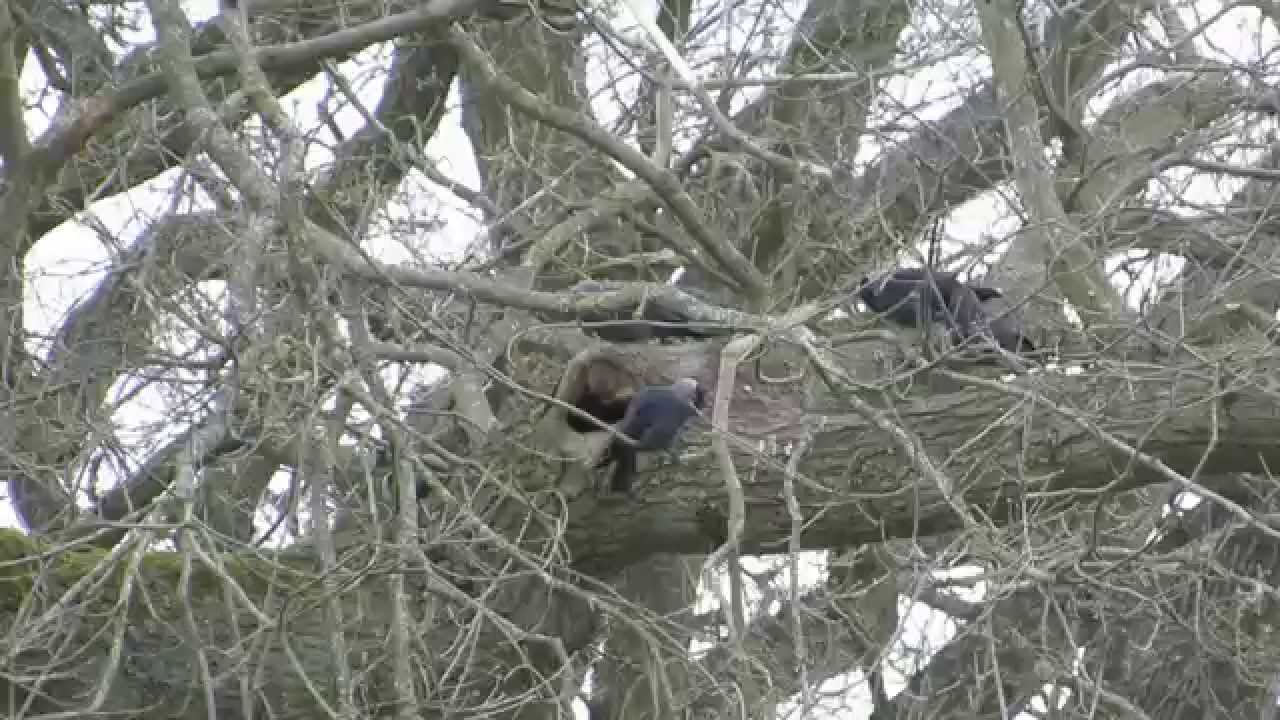 Jackdaw house-hunting