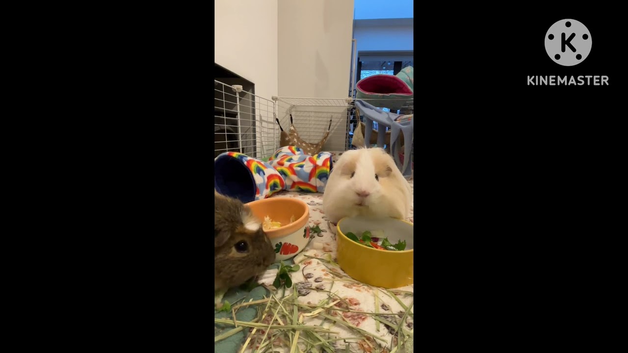 Slow Veggie Time with Pocky & Beluga 🥬 Relaxing Guinea Pig Eating （ 6 mins)
