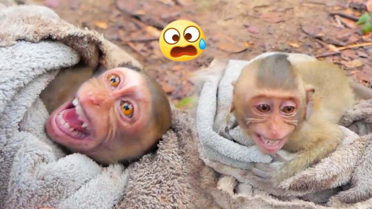 The poor abandoned monkey hugged the towel as his hiding place