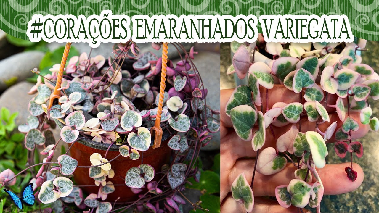 #Suculentadodia! | Corações emaranhados variegata / Ceropegia Woodii