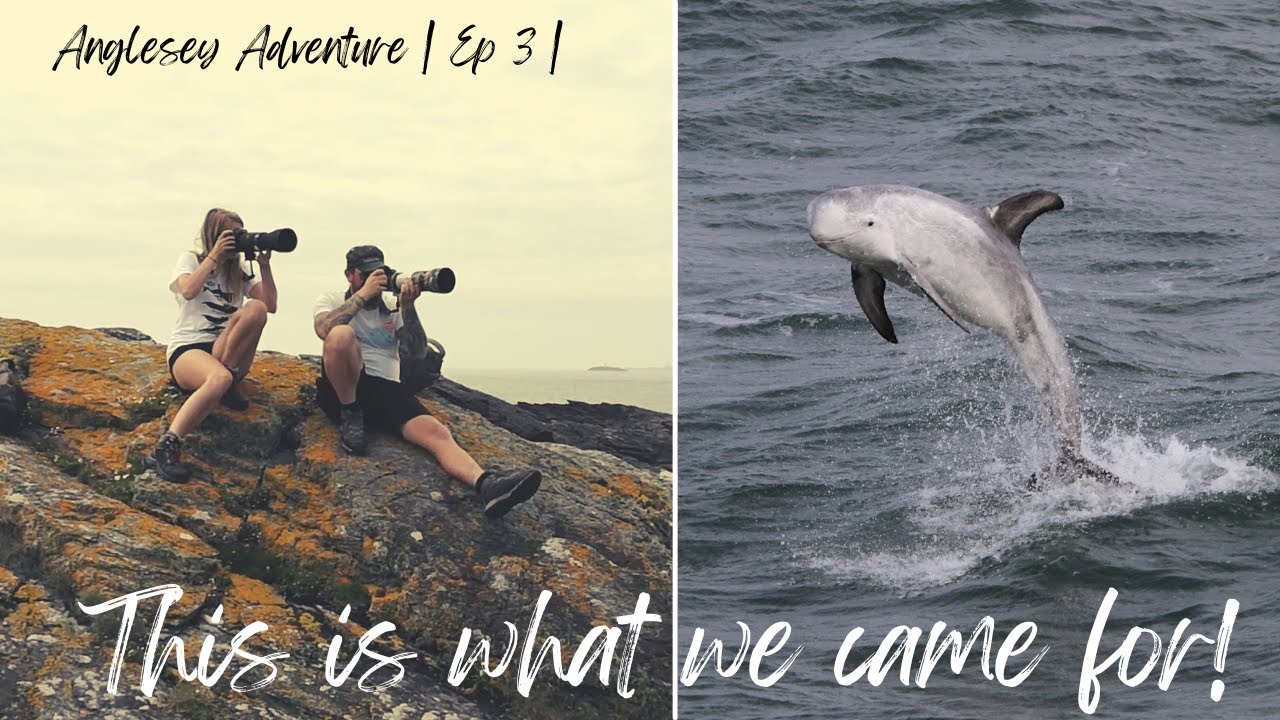 ANGLESEY'S ACROBATIC DOLPHINS | Point Lynas | Ep:3 |