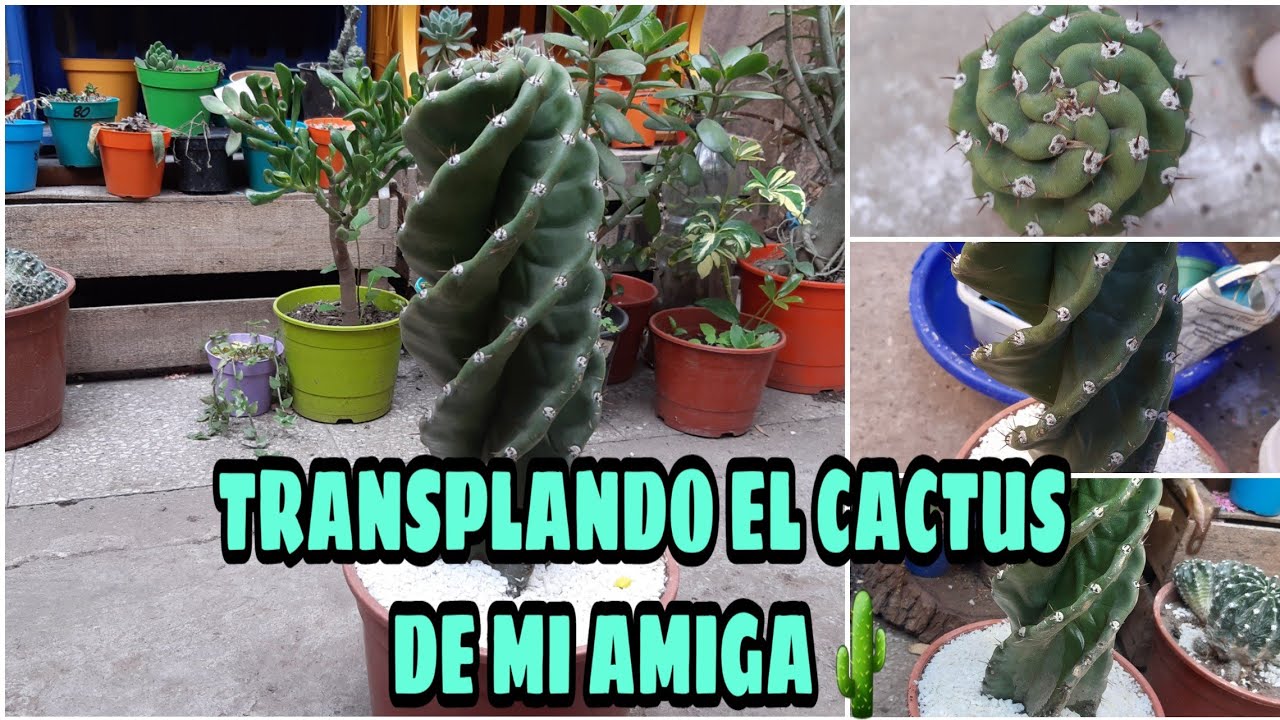 Cactus tornillo Cereus Spiralis De mi amiga 🌵🌵