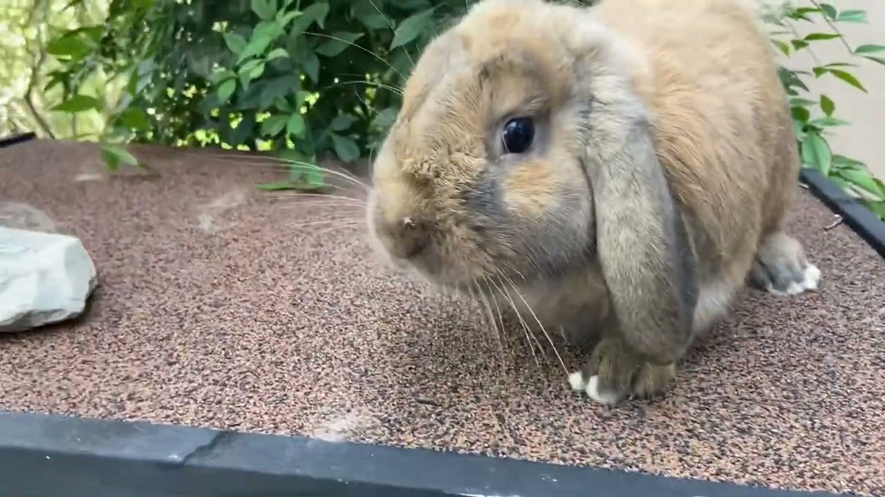 Animal Master Trainer versus rabbit ￼￼