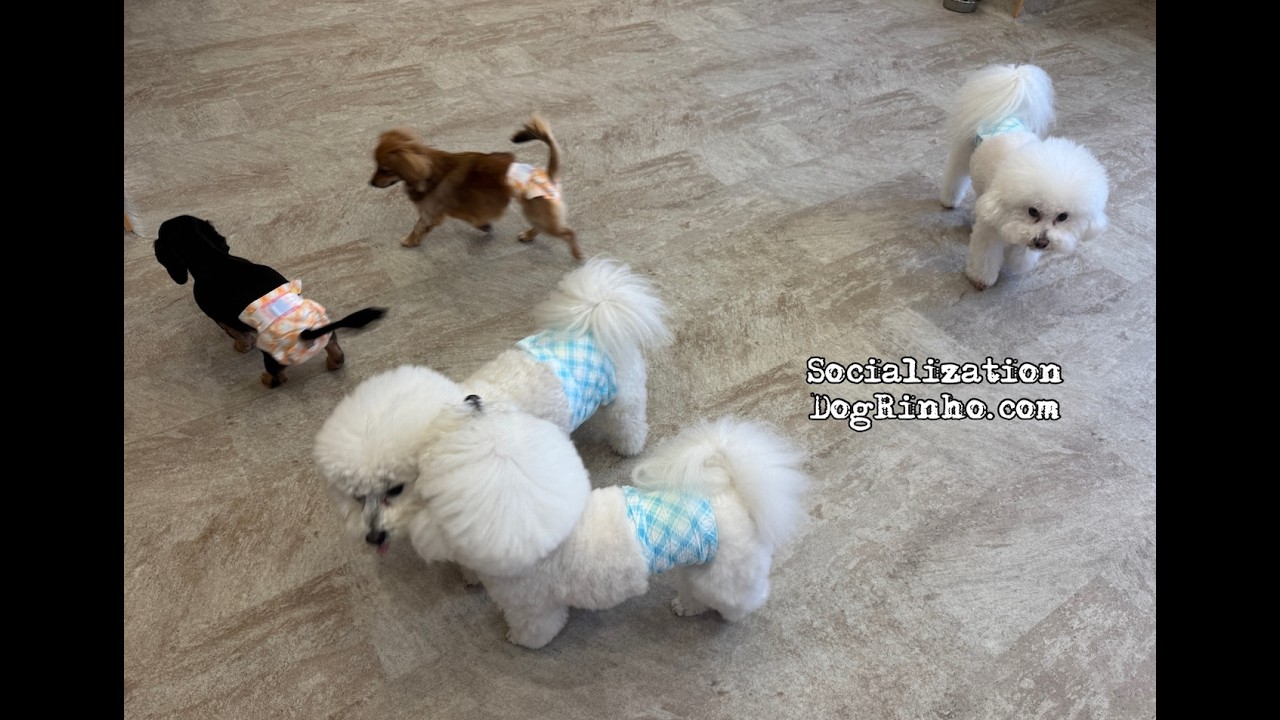 Dog daycare in Japan DogRinho 犬の保育園　20260303