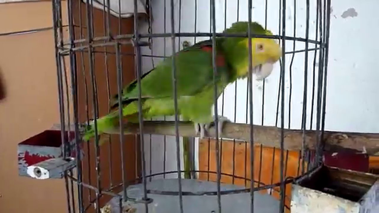 Parrot Rodrigo singing 