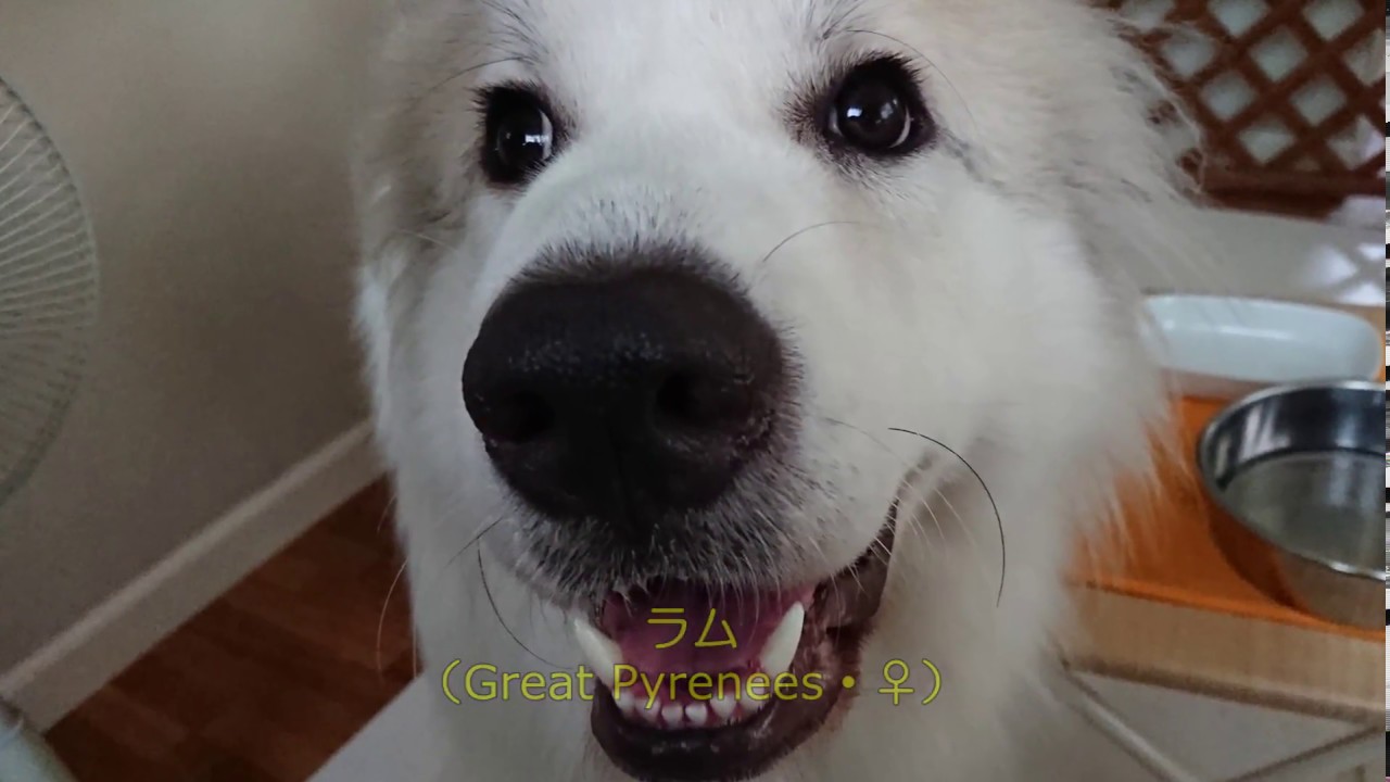 【GPラム】２歳になりました