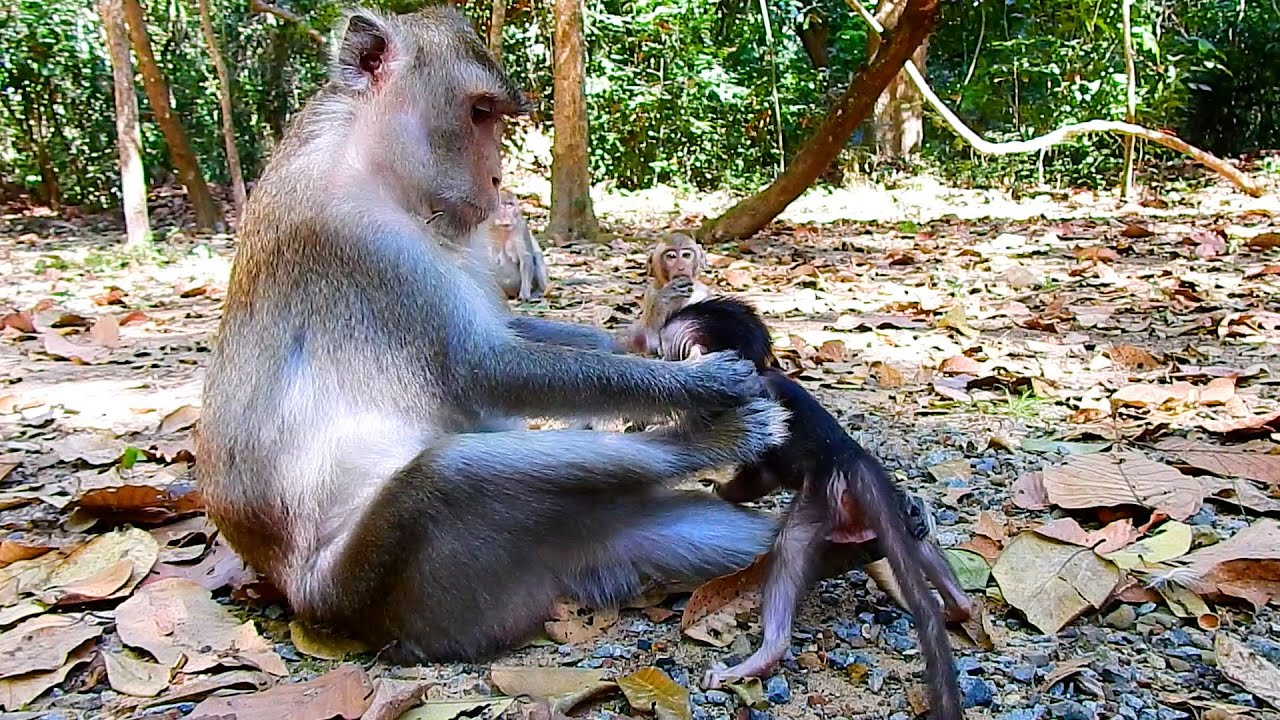No Wonder! This Is True Action Of Monkey Anna Teaches Her Babies Including Cute Tiny AMINA