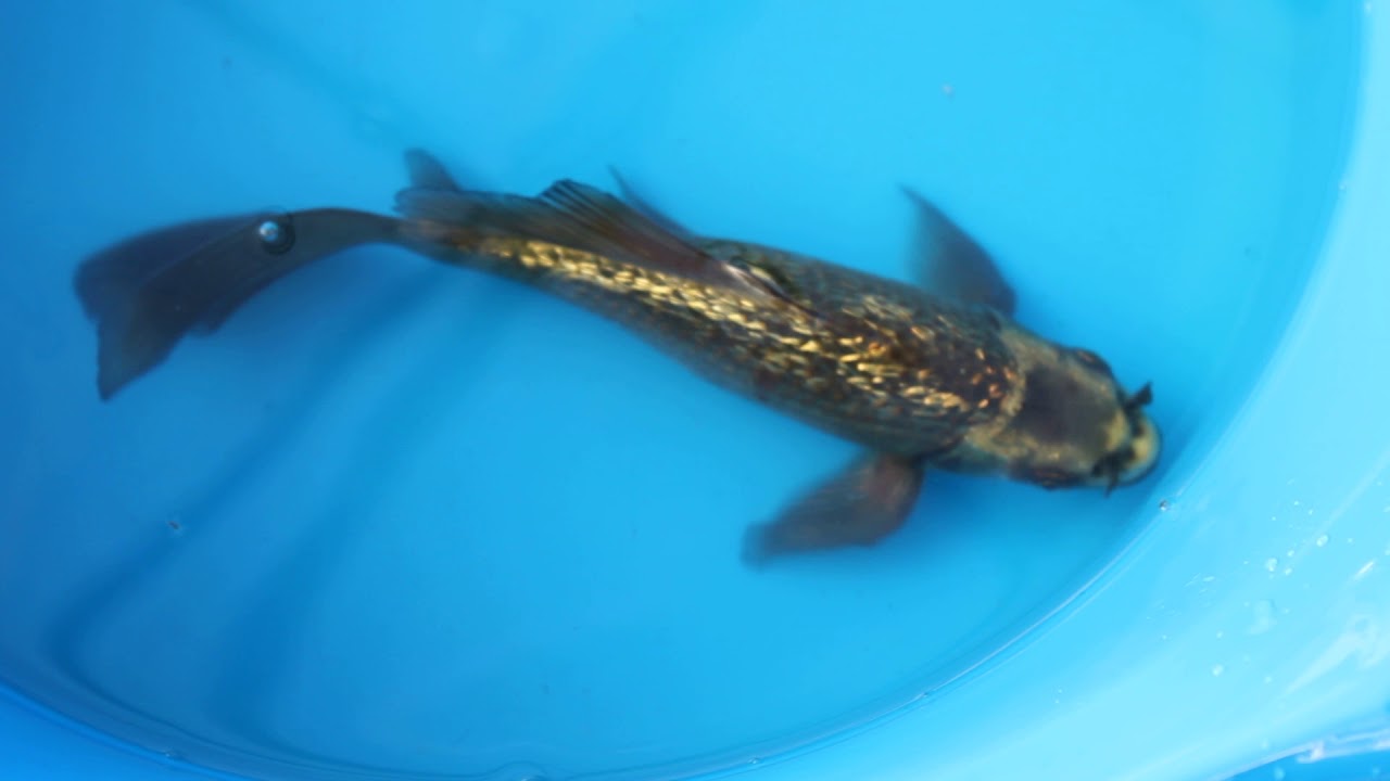 Dragon koi gin rin.