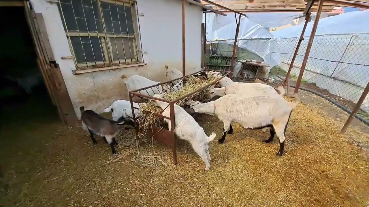oberhasli ke&ccedil;i ırkımızın tanıtımı