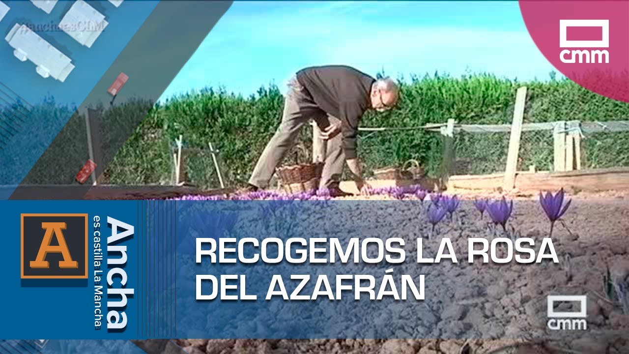 Recogemos y mondamos la rosa del azafrán | Ancha es Castilla-La Mancha