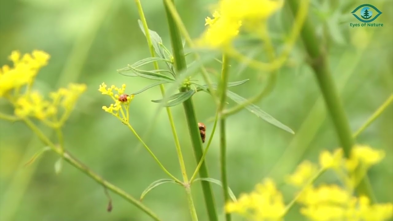 여름 마타리꽃 위 짝을 찾은 무당벌레의 바쁜 사랑 A Ladybug's Busy Love for a Summer Matari Flower Pair