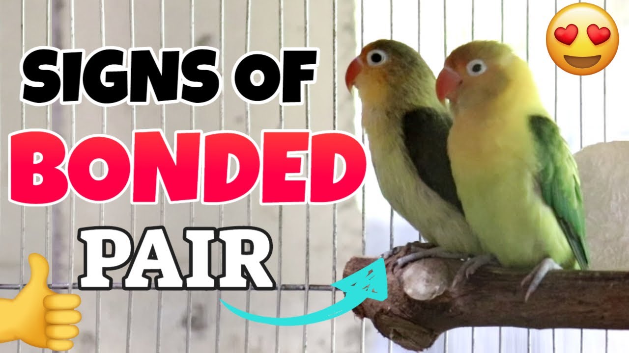 PAANO MALALAMAN KUNG BONDED PAIR NA ANG IYONG IBON - SIGNS OF BONDED PAIR IN AFRICAN LOVEBIRDS