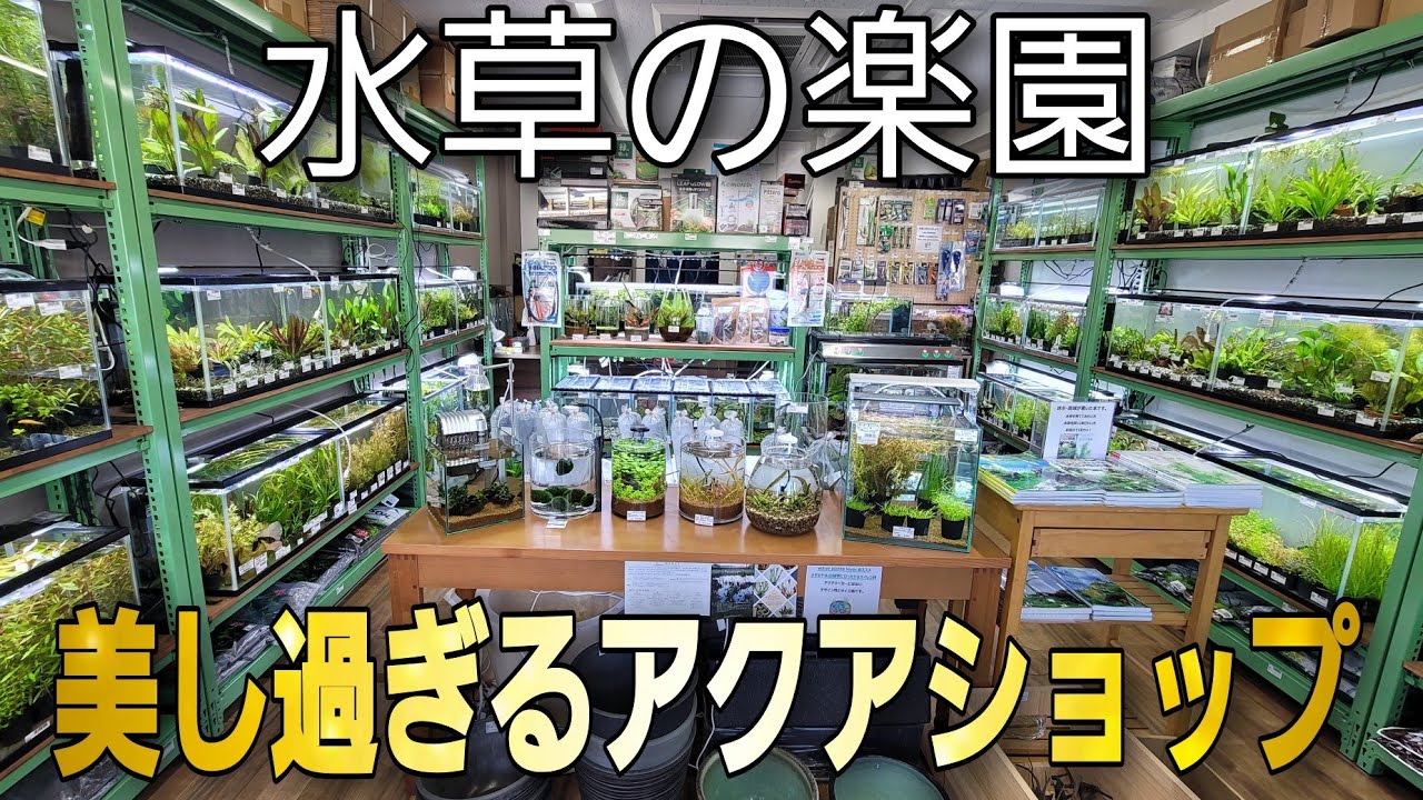 日本トップレベル‼水草を極めし究極のアクアショップ‼　aquarium　アクアリウム　熱帯魚　水槽　水草　流木　メダカ
