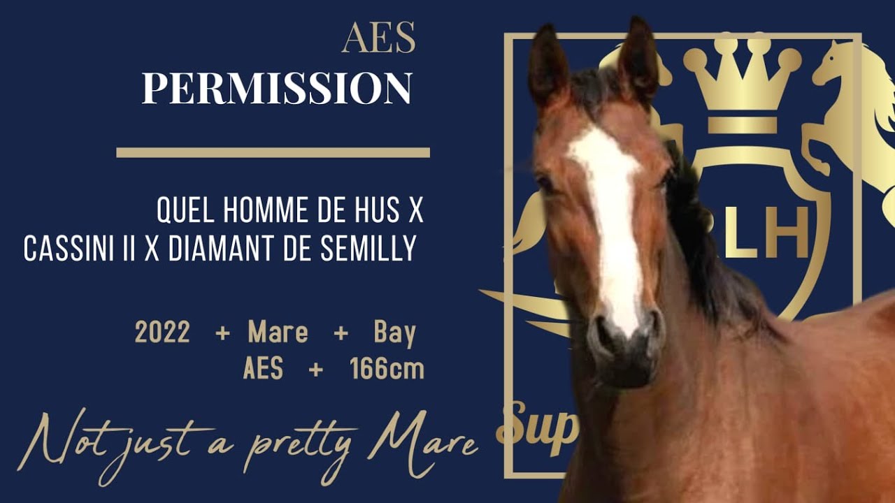 PERMISSION - Quel Homme de Hus x Cassini II x Diamant de Semilly