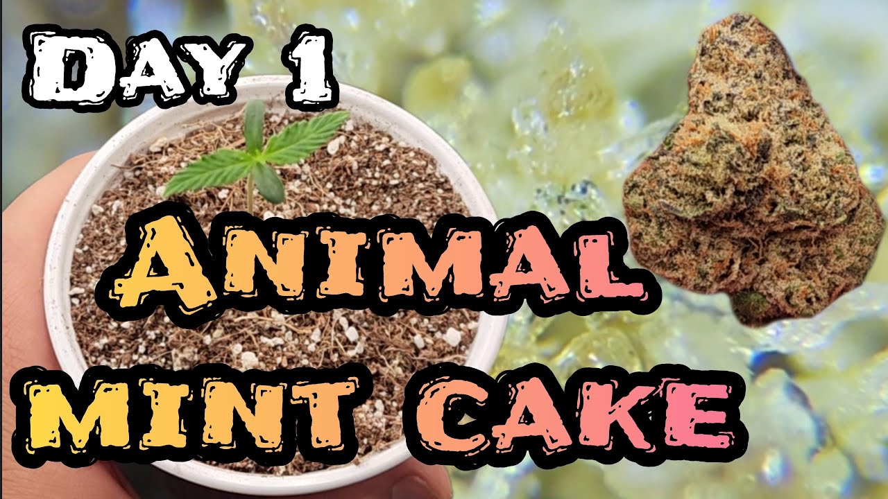 31.5% Galaxy G under 500x microscope , and Day 1 of the new animal mint cake seeds #FC4800