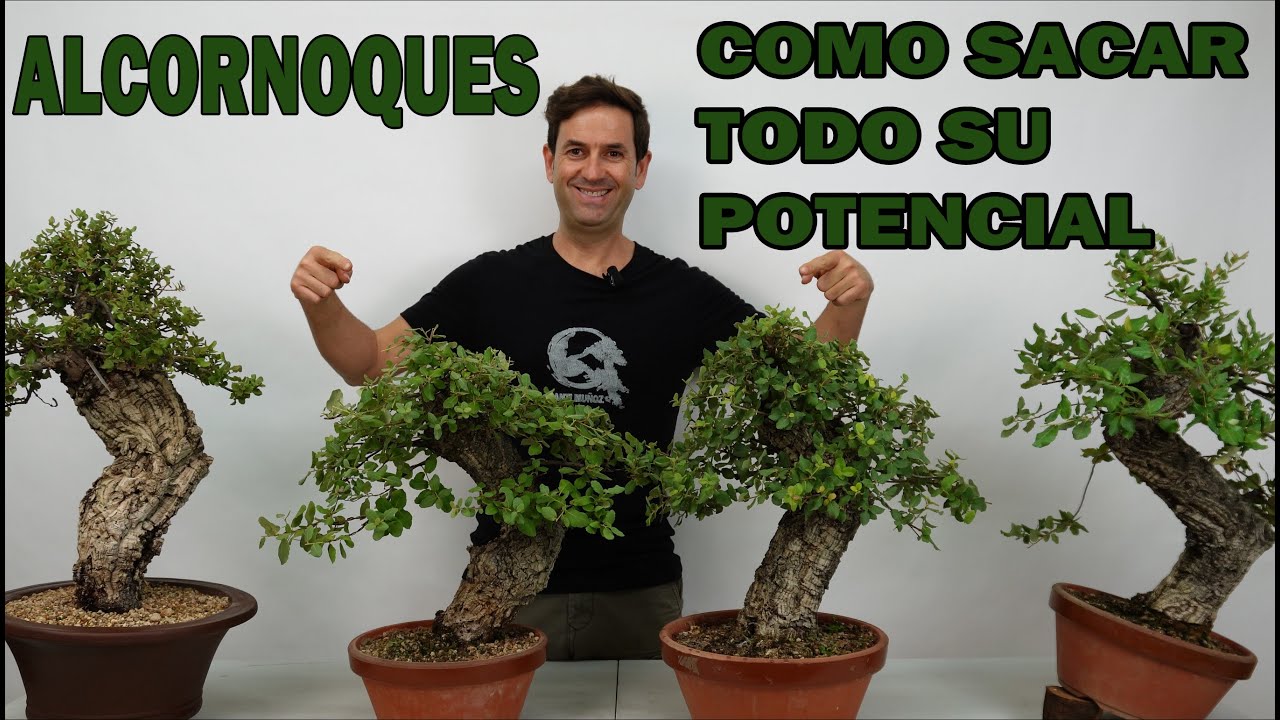BONSAI ALCORNOQUE, ¿COMO SACARLE SU MAXIMO RENDIMIENTO?