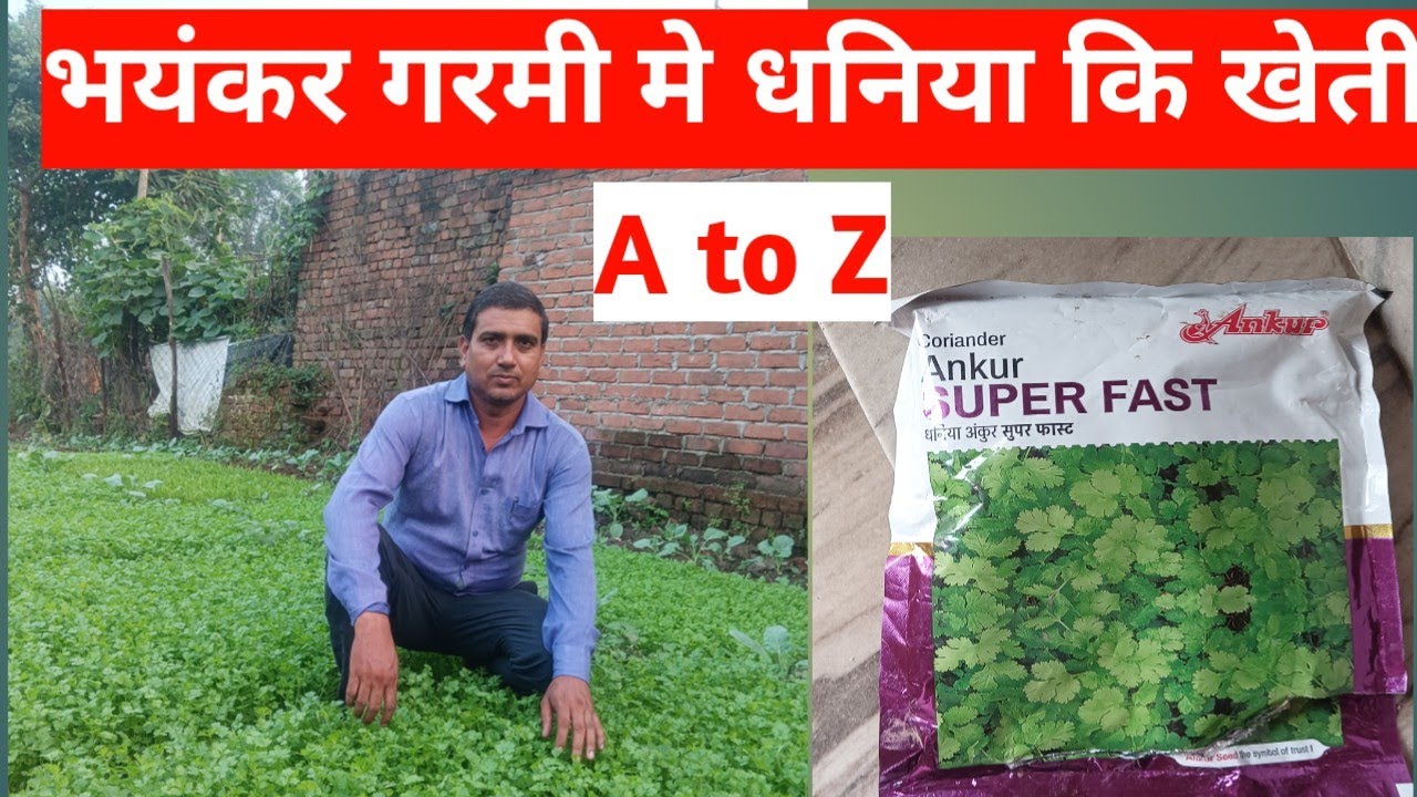 गर्मियों में धनिया की खेती ( summer coriender farming)