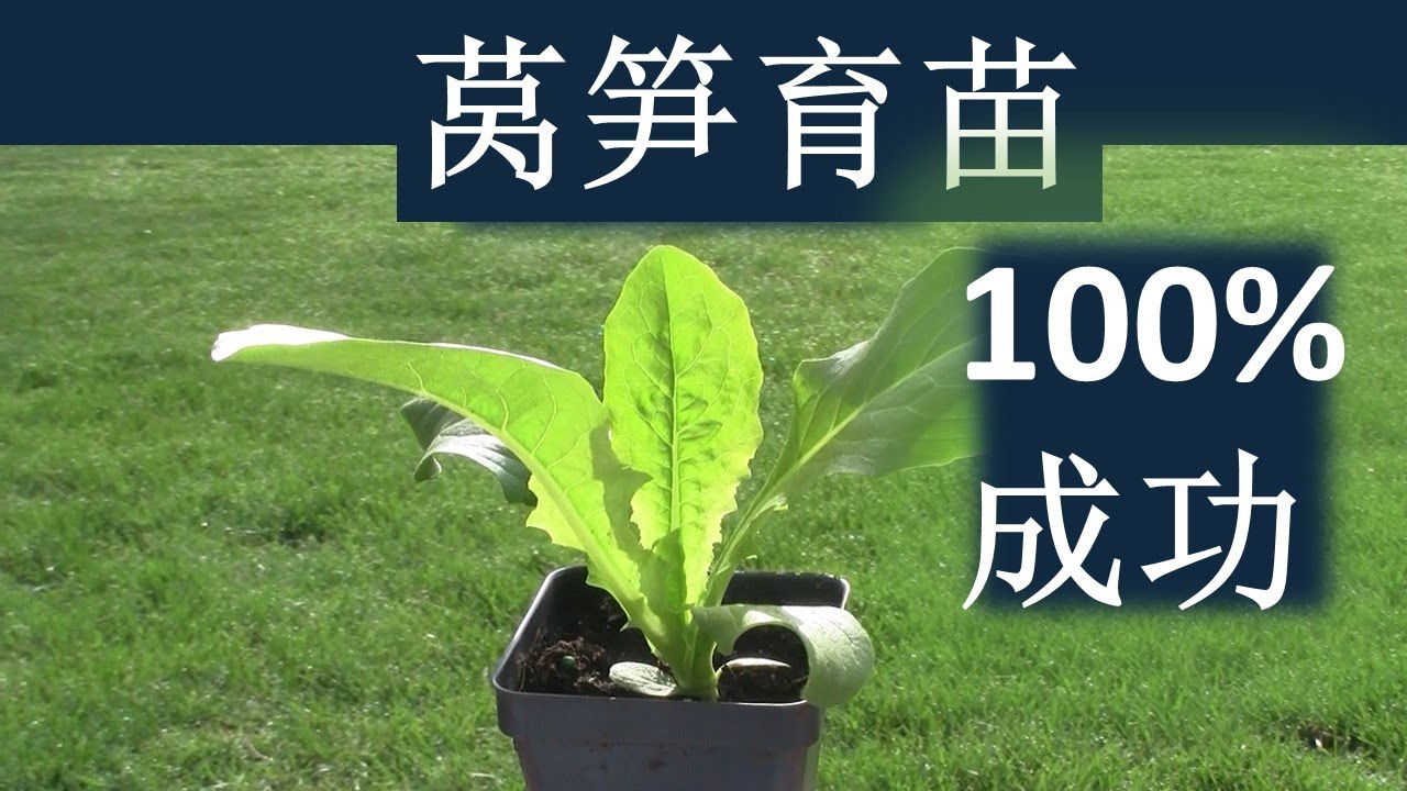 秋莴笋：大热天育苗，收获夏菜之后移栽。100%成功！
