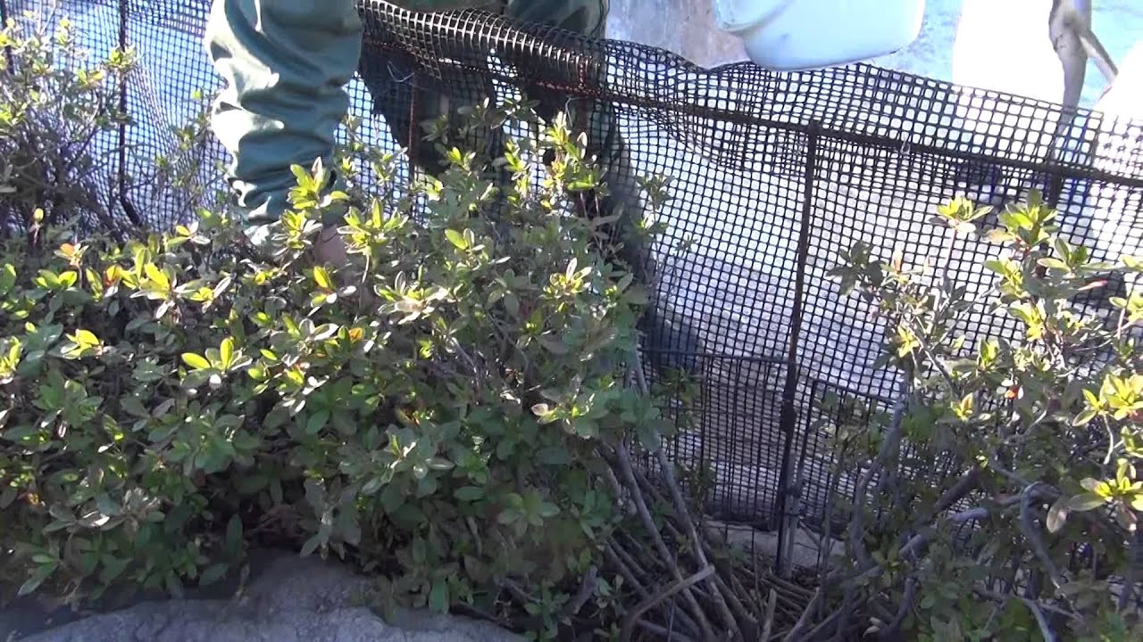 ペンギントーク　2015/01/03 @東武動物公園