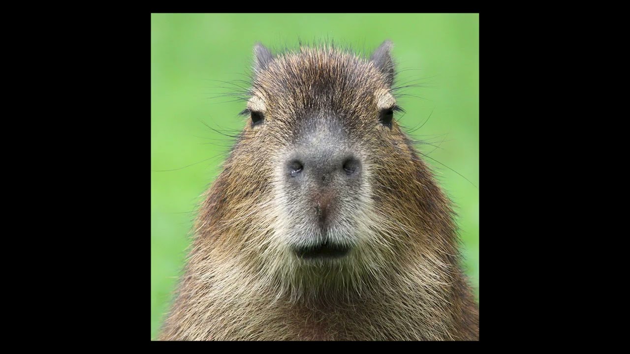 HI I'M CAPYBARA PABLOOOOO