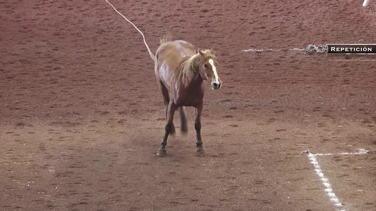 Primera charreada de semifinales del Circuito Excelencia Charra 2025