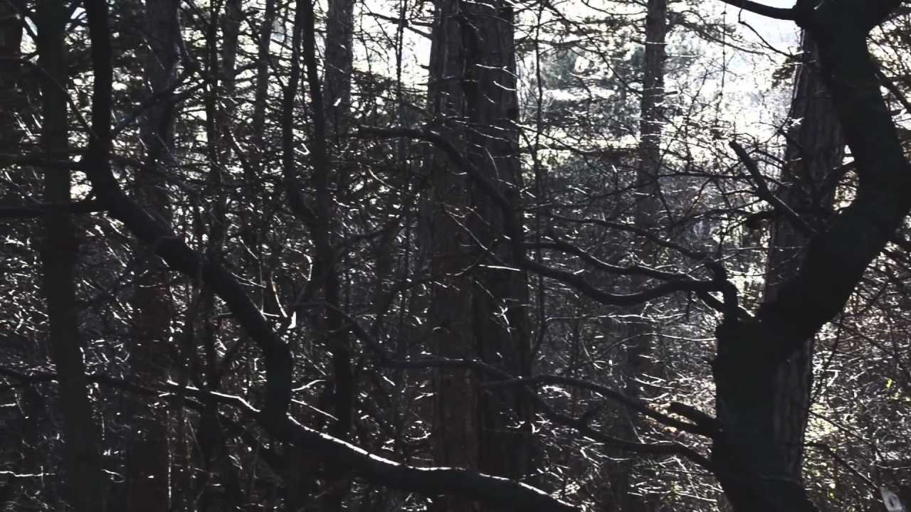 Wald - Bernd Satzinger