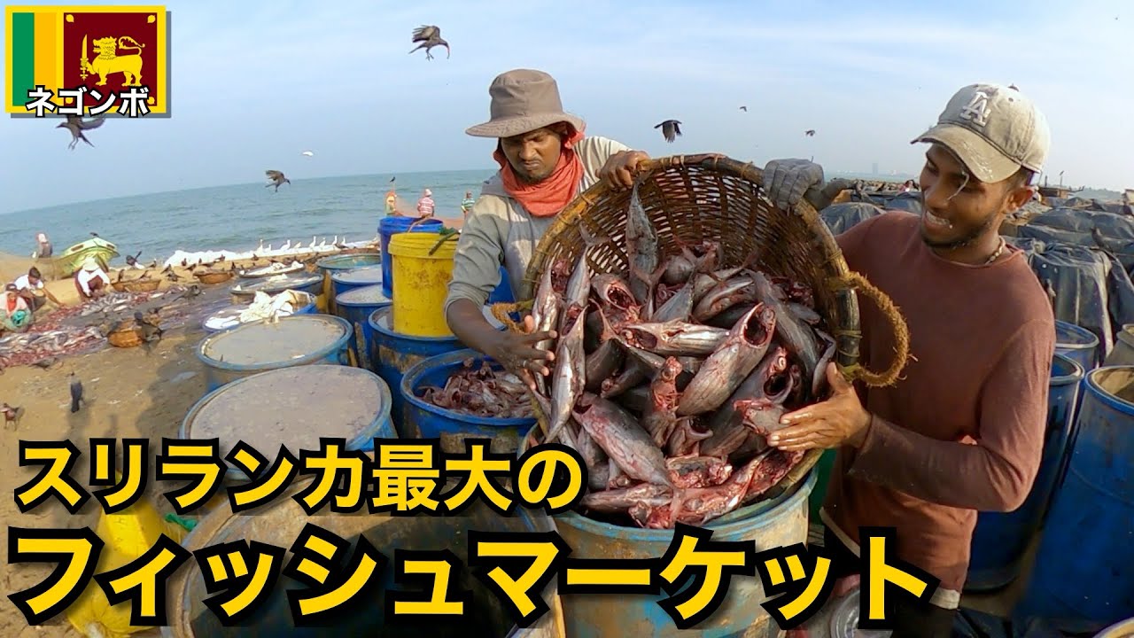 スリランカ最大の魚市場を探索🇱🇰｜ネゴンボフィッシュマーケット