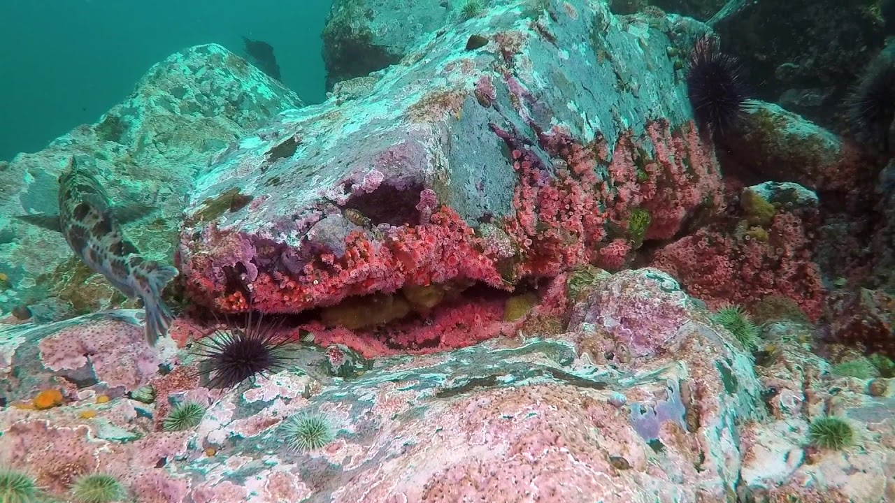 Dive Campbell River  - Steep Island