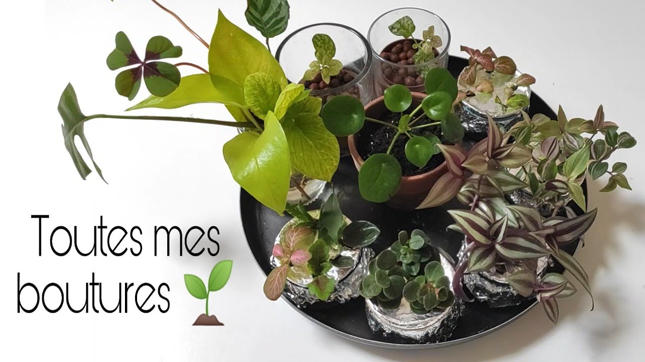 BOUTURE TOUR - Un petit tour dans ma (grosse) station de bouturage