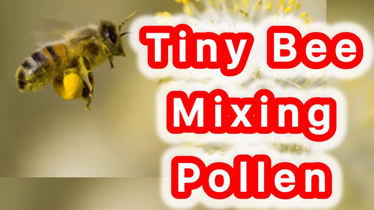 “Amazing Pollen Collection 🐝 | Watch Bees Work Hard for the Hive”