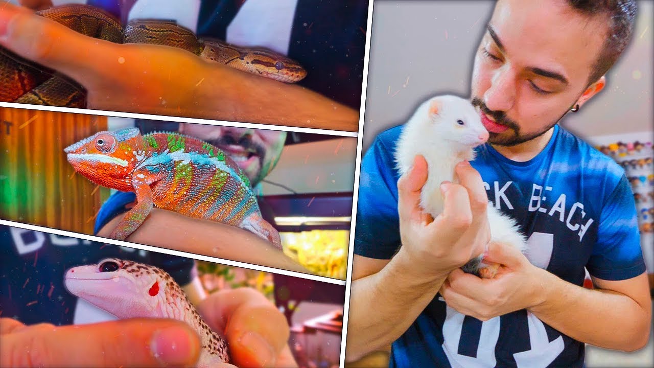 TODOS OS MEUS ANIMAIS EXÓTICOS ! ( REPTEIS + FURÕES )