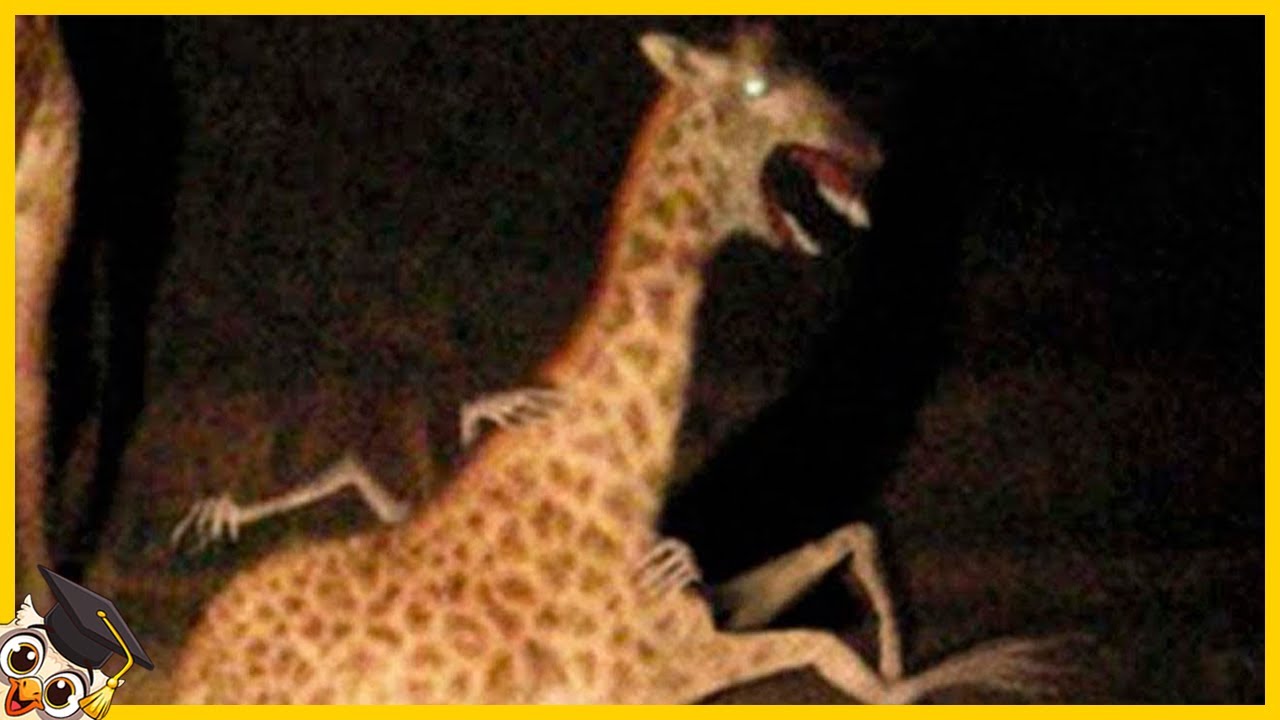 Si ces 20 Moments au Zoo n'avaient pas été filmés, personne ne le croirait