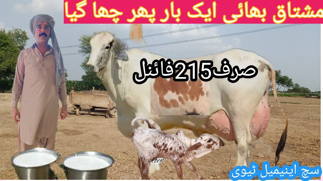 03466152628 | Pakistani rohi ki top gay | cholistani cow | cholistani cross cow | sahiwal cow |#cow