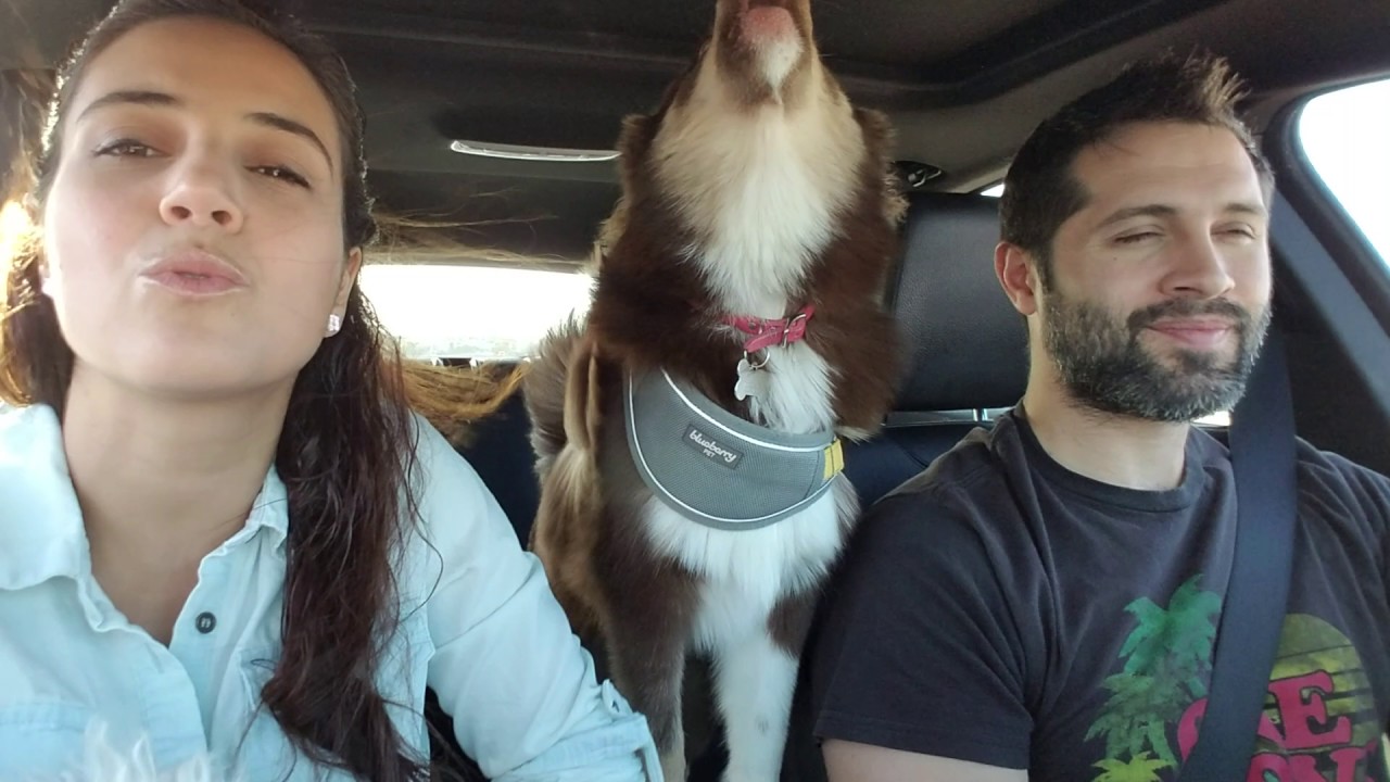 Sasha singing in the car