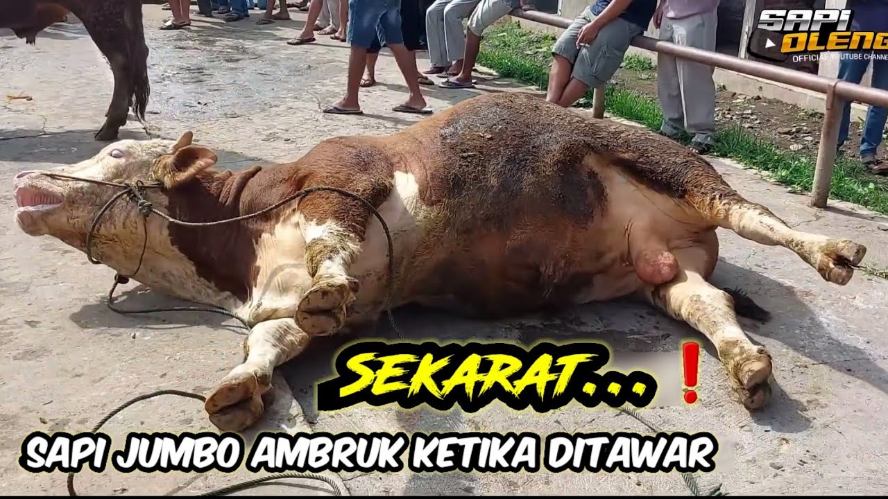 SAPI JUMBO AMBRUK KETIKA DITAWAR❗️ SEKARAT