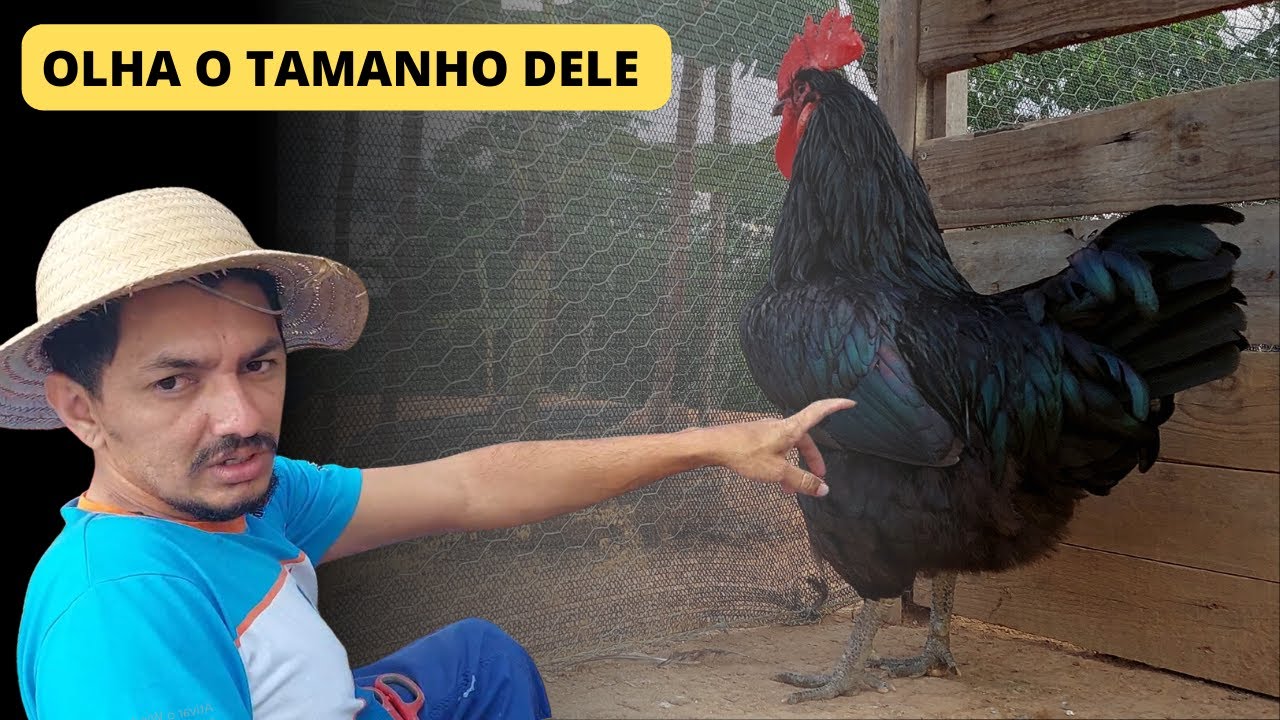 Baias de Gigantes | novas Baías de Galinhas Gigante Negra de Jersey