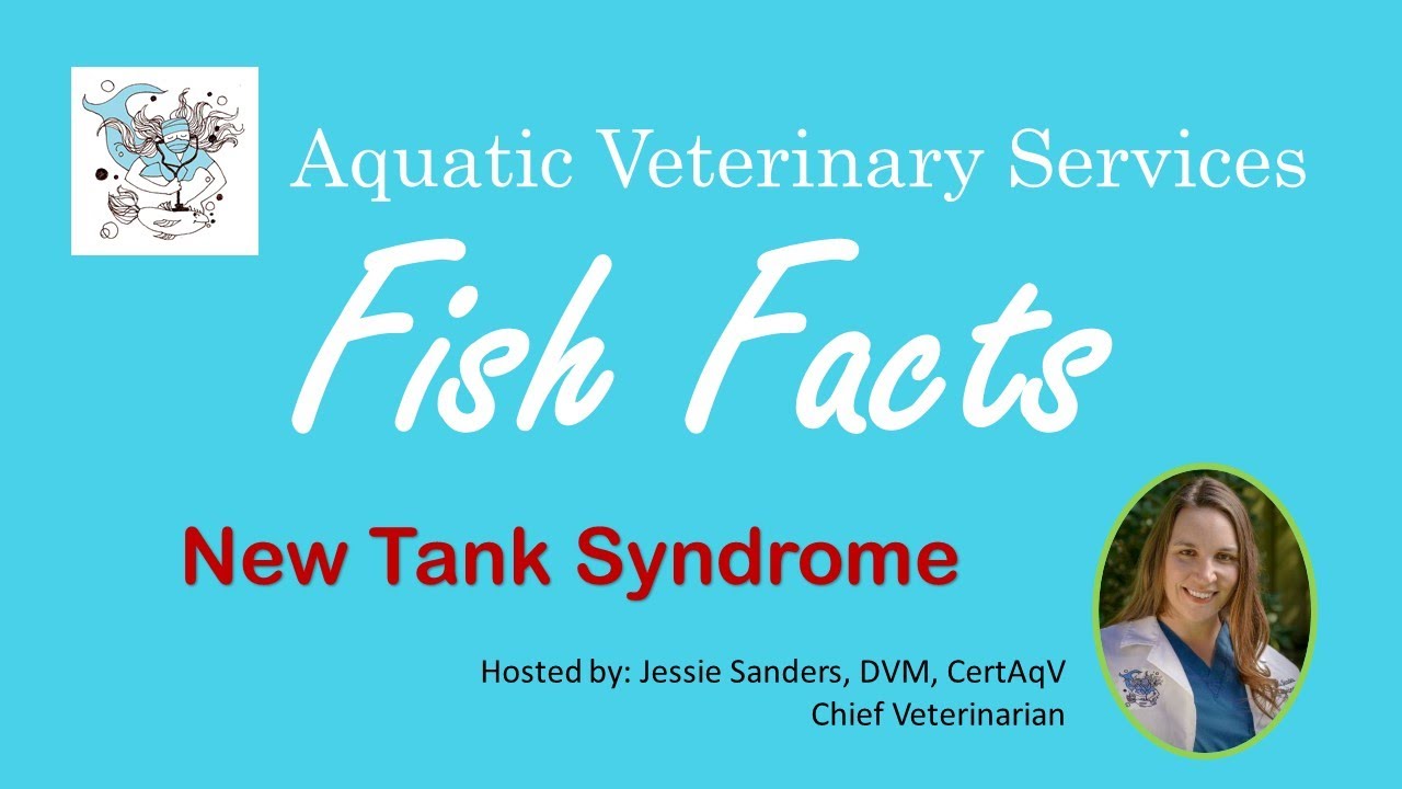 Fish Facts - New Tank Syndrome