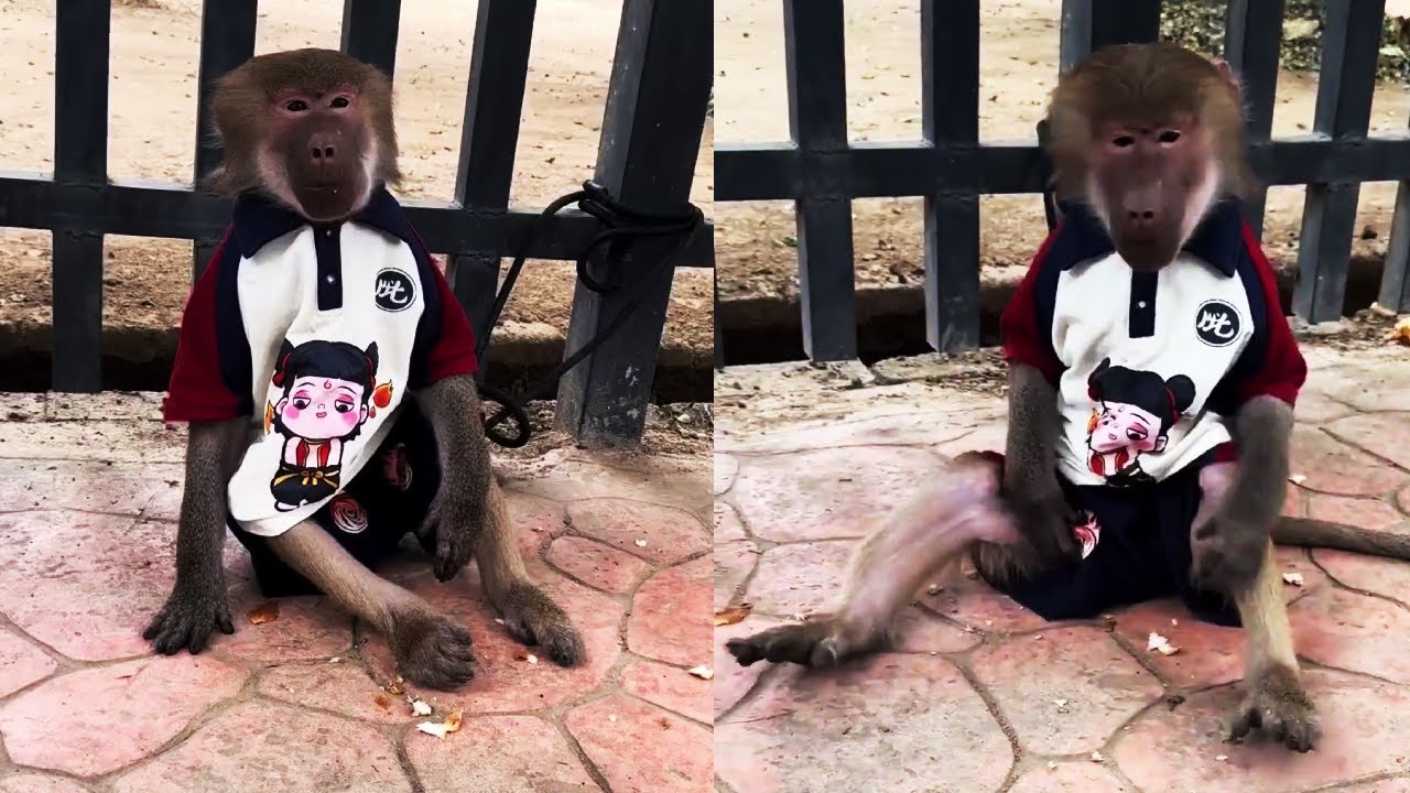 The cute little baboon is thanking someone for the gift.