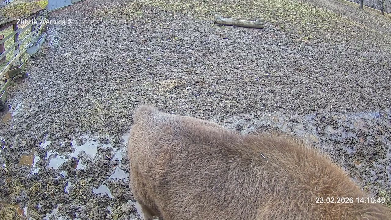Zubria zvernica (cam213) 23.02.2026 o 14:16