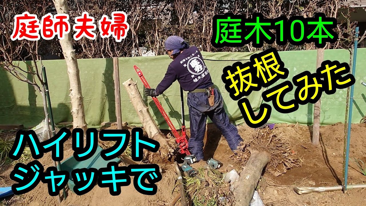 【庭師夫婦】#184 ハイリフトジャッキで庭木を抜根してみた。