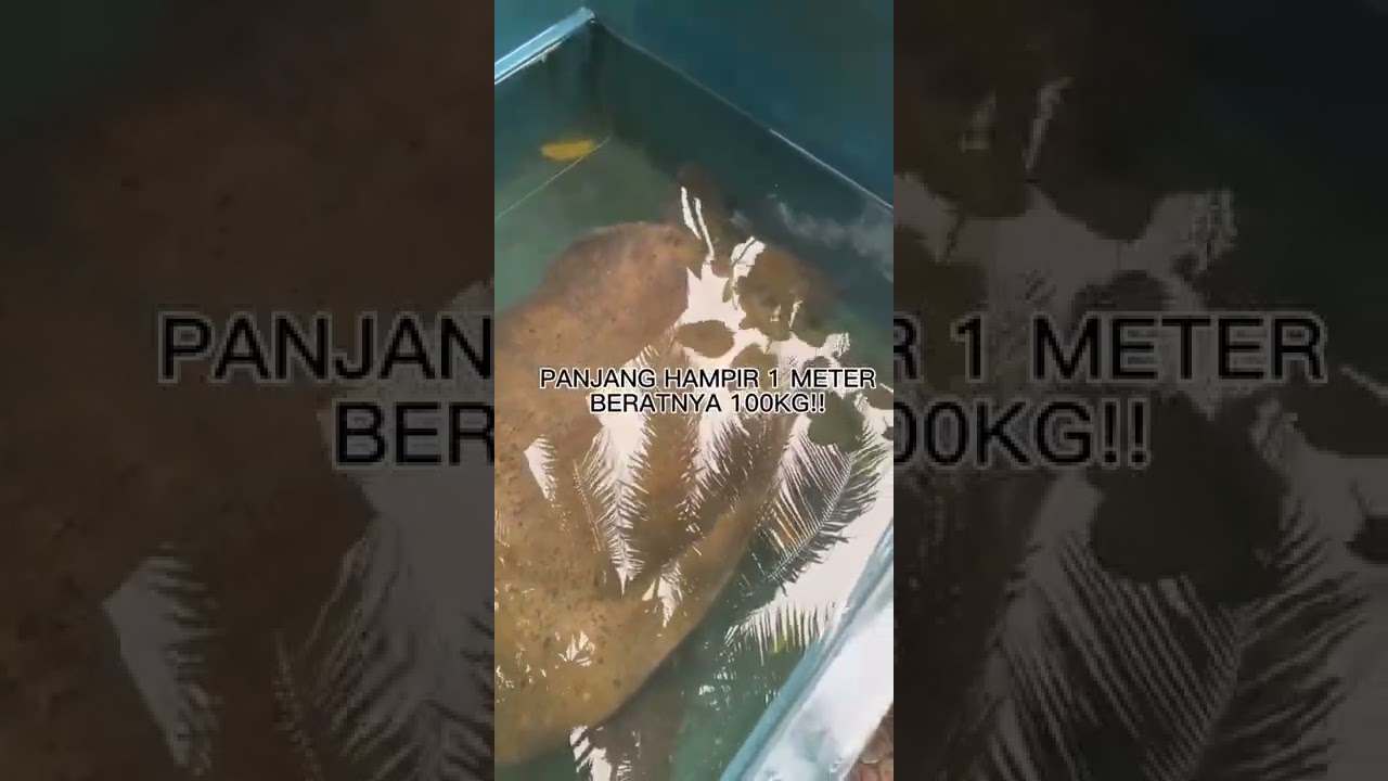 BULUS RAKSASA GILA ! 