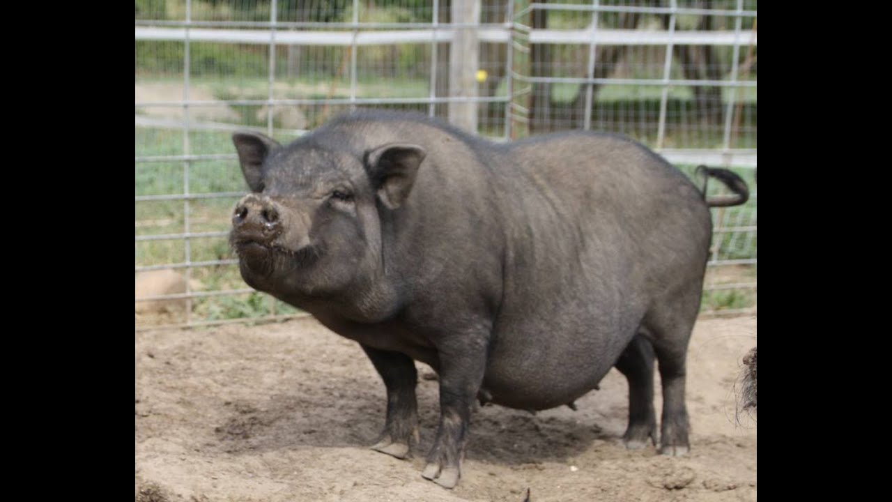 How to raise pot belly pigs.