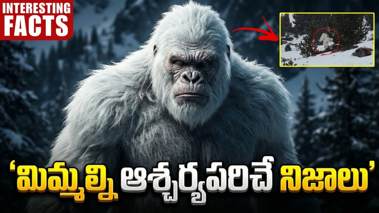 yeti Snowman  Mystery Work or ? Interesting Facts In Telugu | Facts Forever